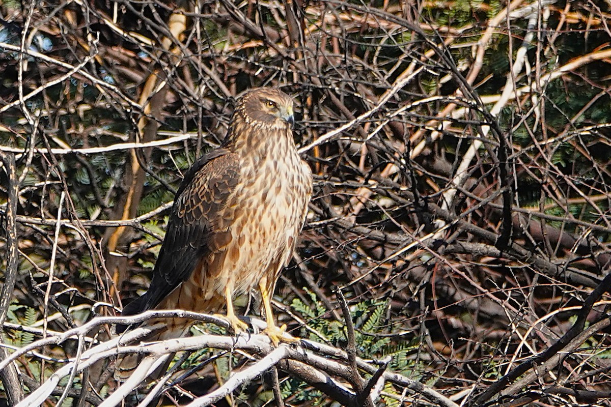 Aguilucho de Hudson - ML647212695