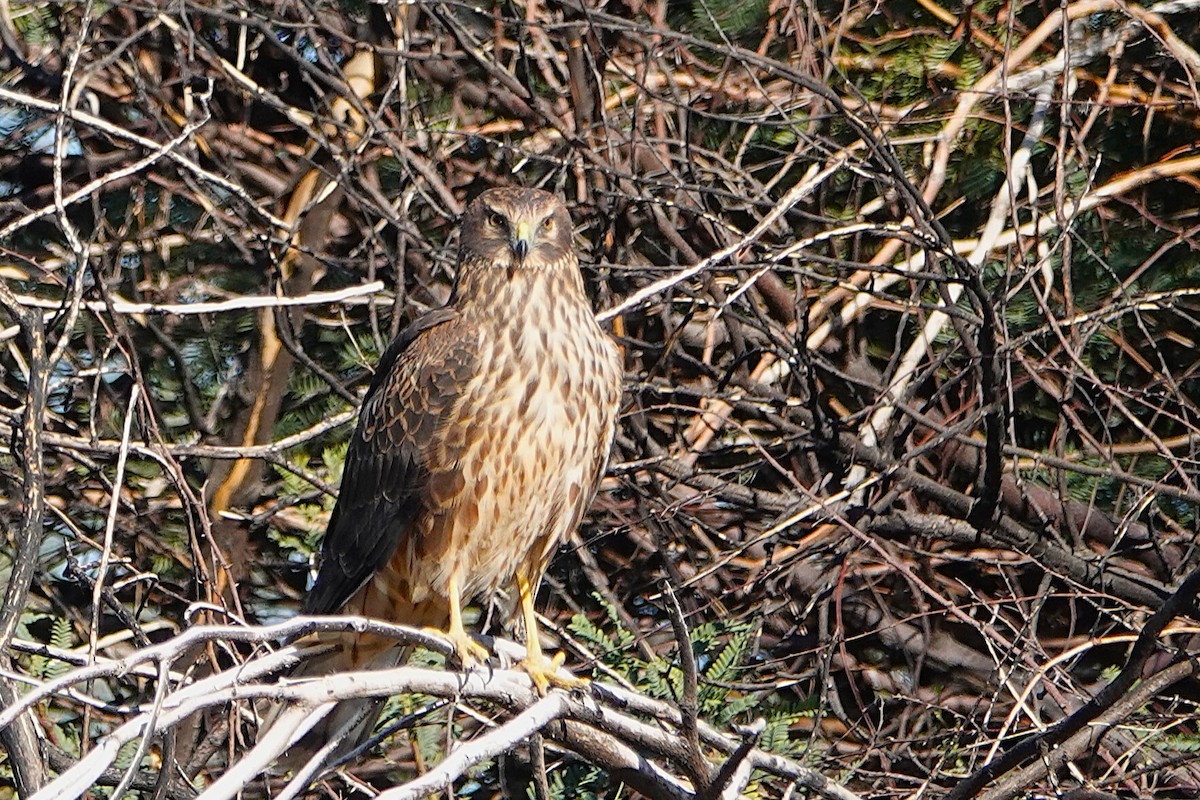 Aguilucho de Hudson - ML647212696