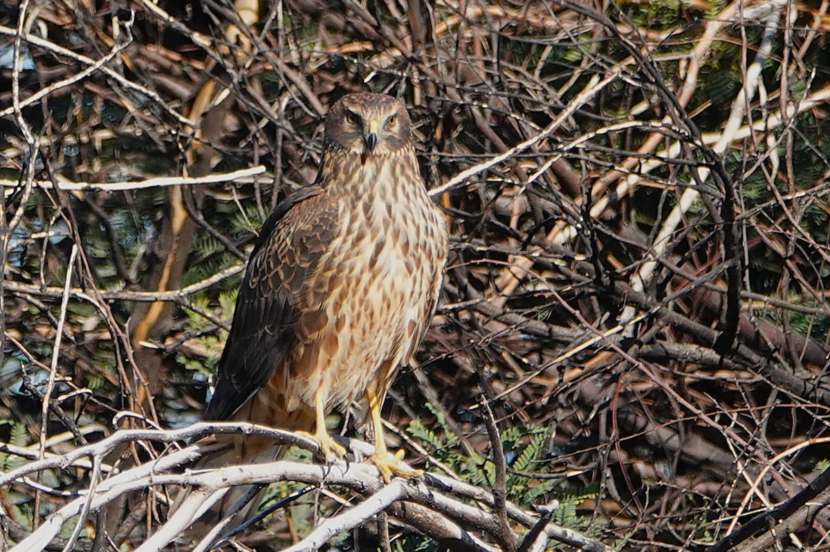 Aguilucho de Hudson - ML647212697