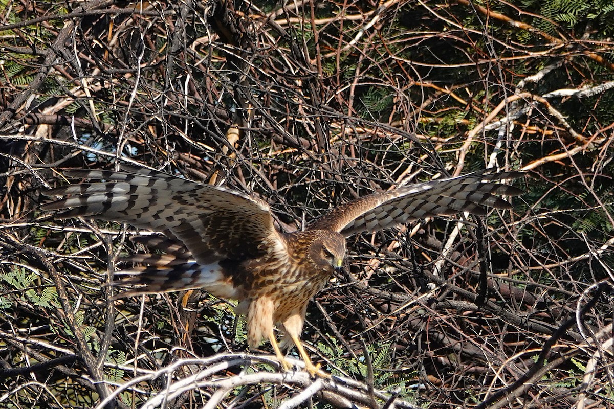 Aguilucho de Hudson - ML647212698