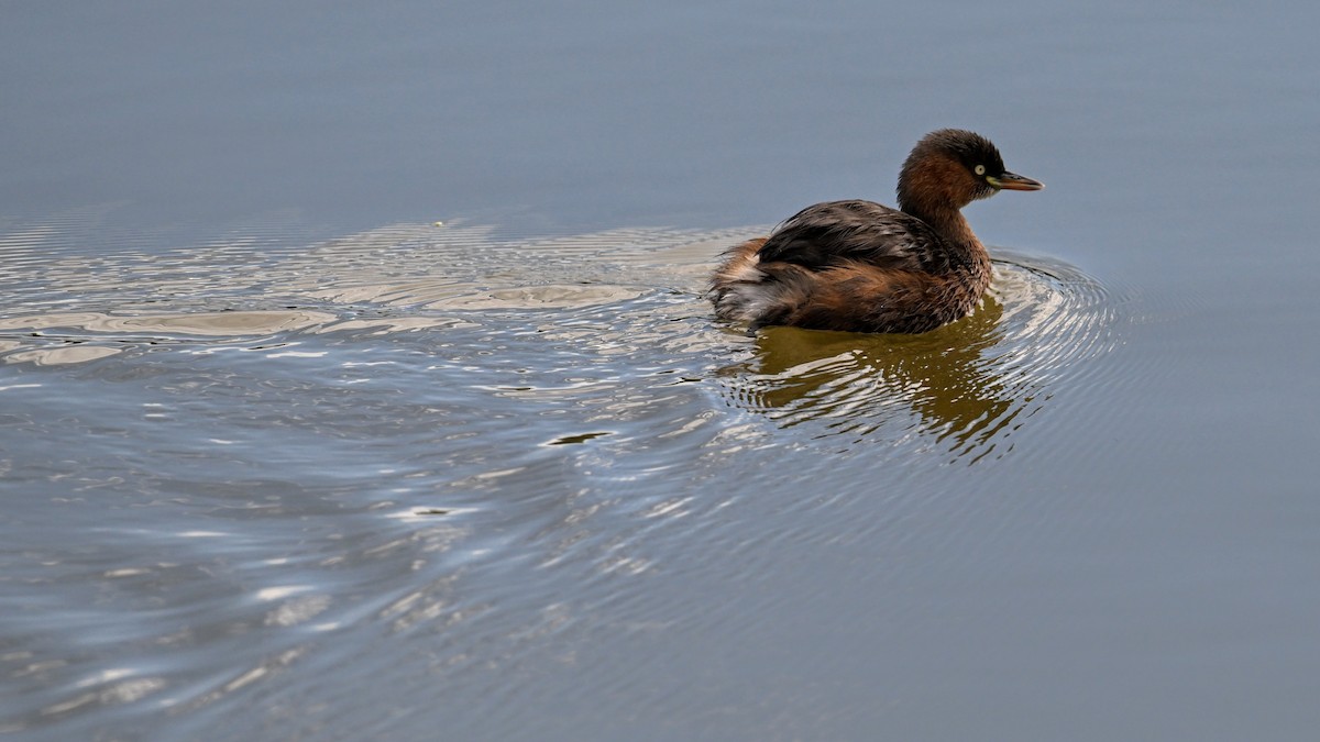 Little Grebe (Little) - ML647212700