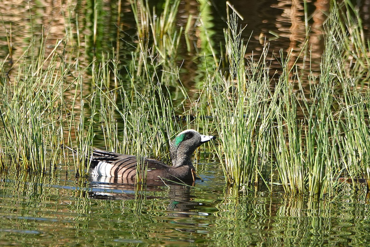 Silbón Americano - ML647212703