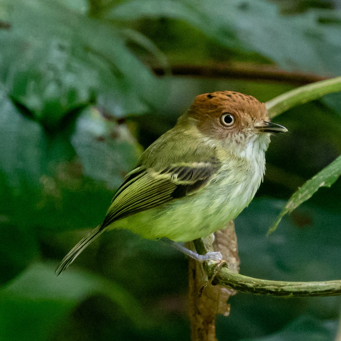 Scale-crested Pygmy-Tyrant - ML647212730