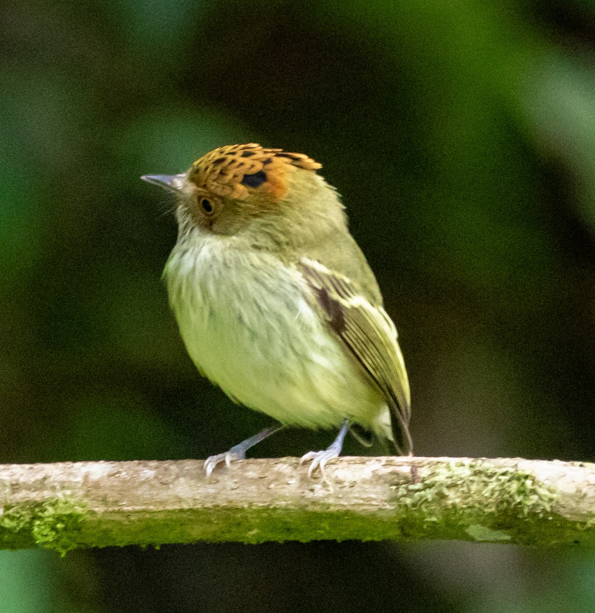 Scale-crested Pygmy-Tyrant - ML647212731