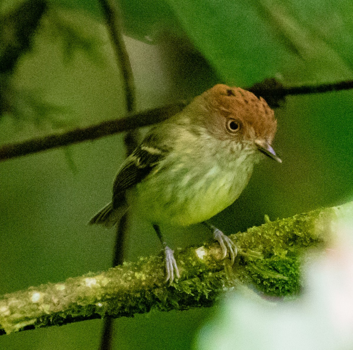 Scale-crested Pygmy-Tyrant - ML647212732