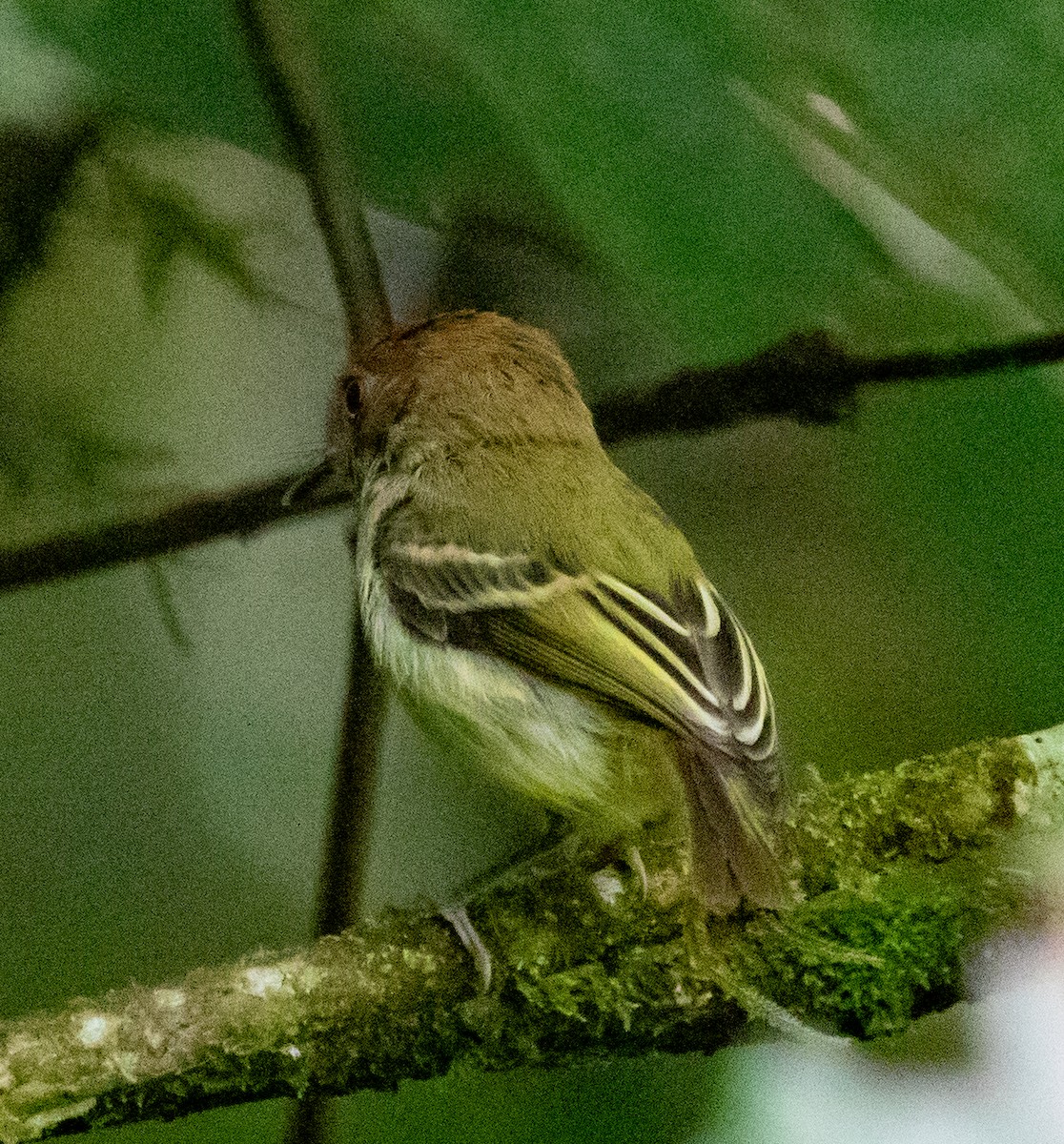 Scale-crested Pygmy-Tyrant - ML647212733