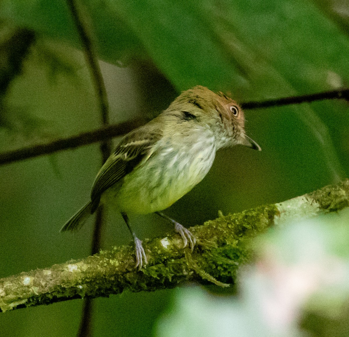Scale-crested Pygmy-Tyrant - ML647212734