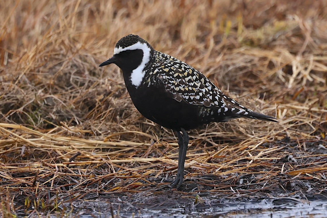 Chorlito Dorado Americano - ML647212737