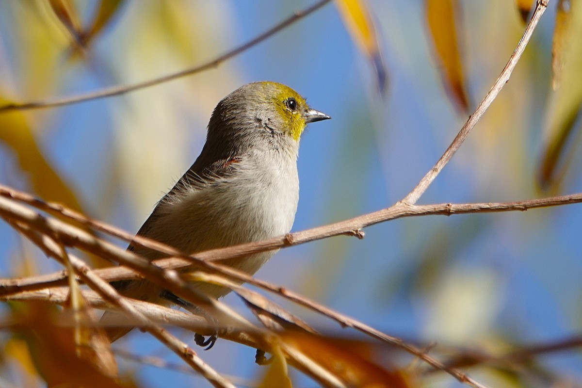 Pájaro Moscón Baloncito - ML647212760