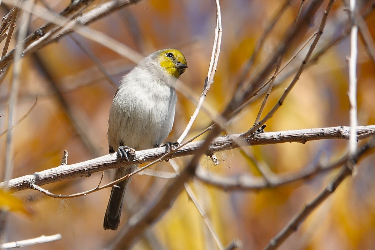 Pájaro Moscón Baloncito - ML647212761