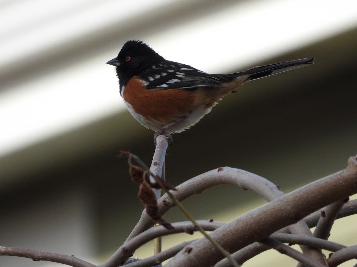 Toquí Moteado - ML647212762