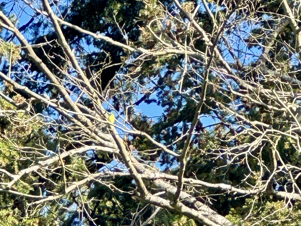 Jilguero Yanqui - ML647212766