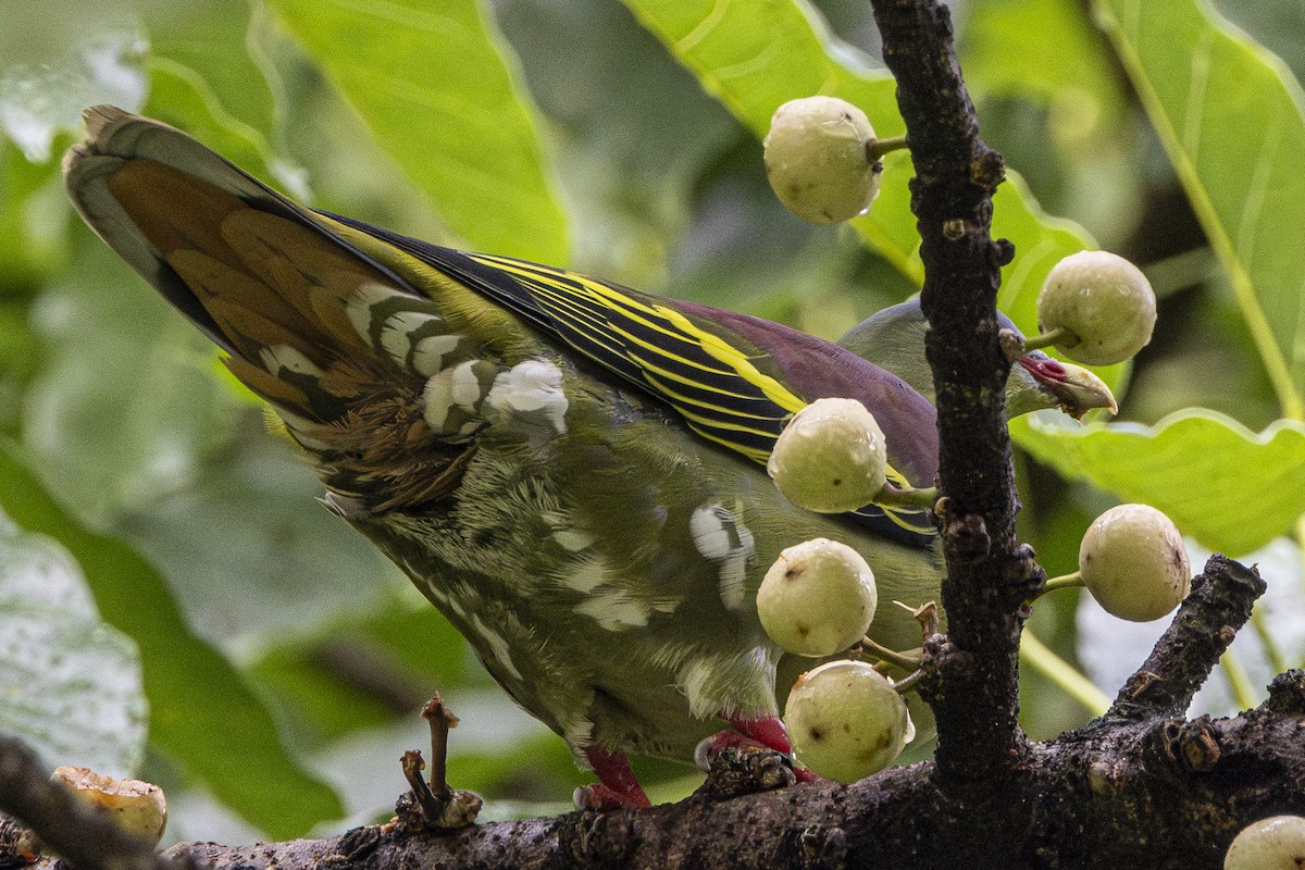 holub indomalajský - ML647212767