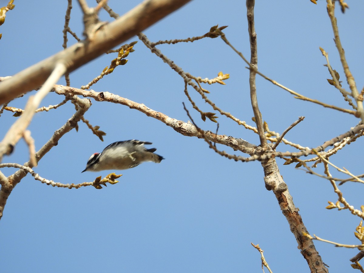 Pico Pubescente - ML647212768