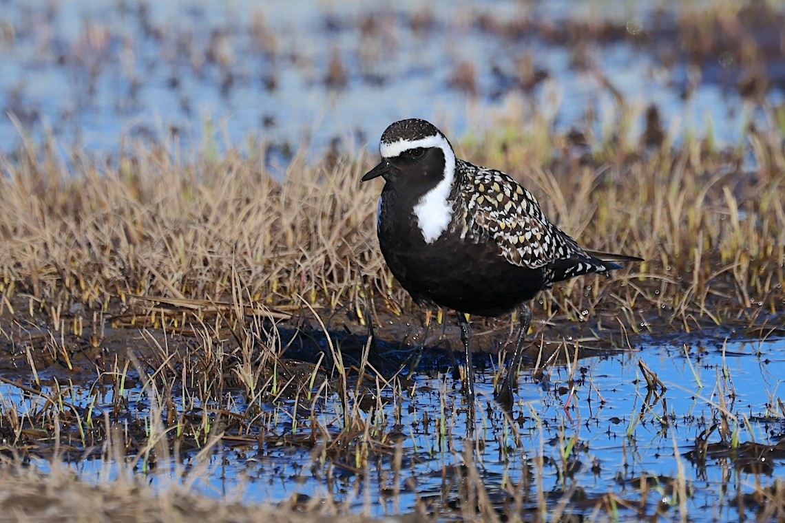 Chorlito Dorado Americano - ML647212770