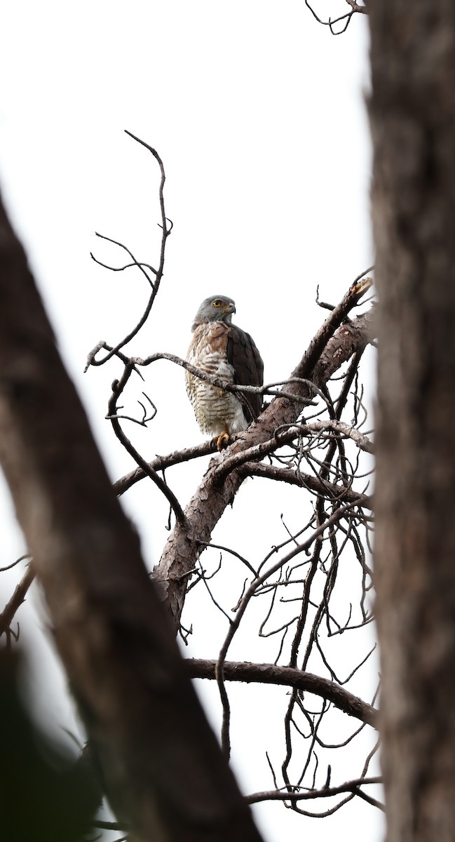 松雀鷹 - ML647212774