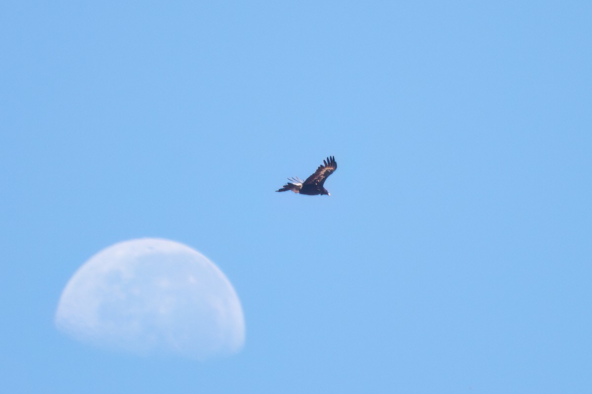 Wedge-tailed Eagle - ML647212775