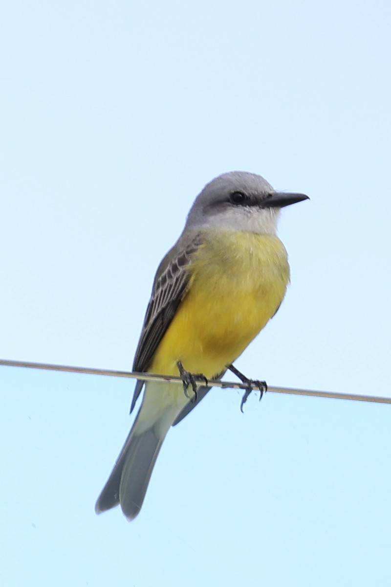 Tropical Kingbird - ML647212776