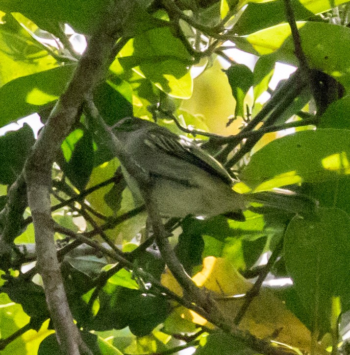 Mistletoe Tyrannulet - ML647212777