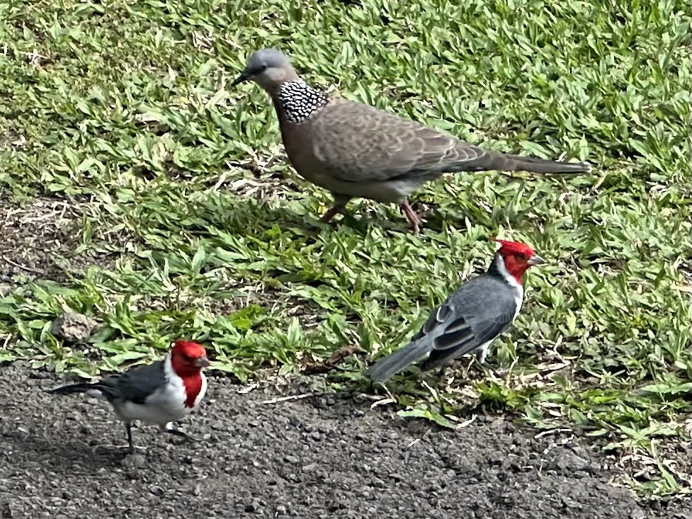 紅冠唐納雀 - ML647212778