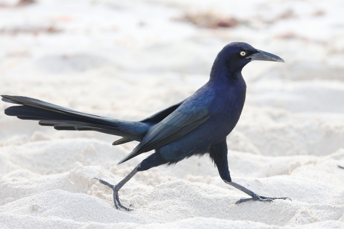 Great-tailed Grackle - ML647212779
