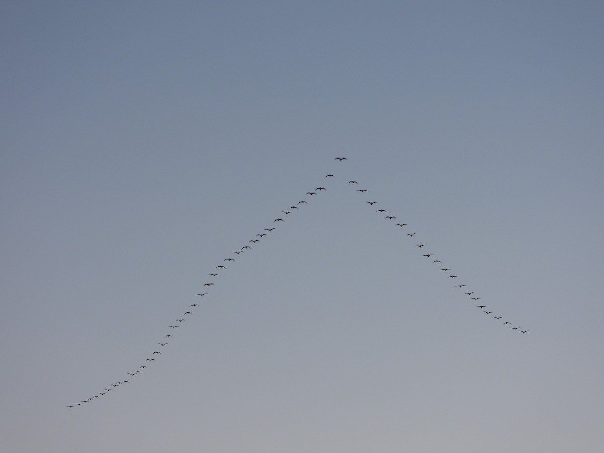 小加拿大雁 - ML647212780