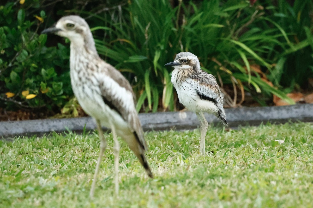 Bush Thick-knee - ML647212782
