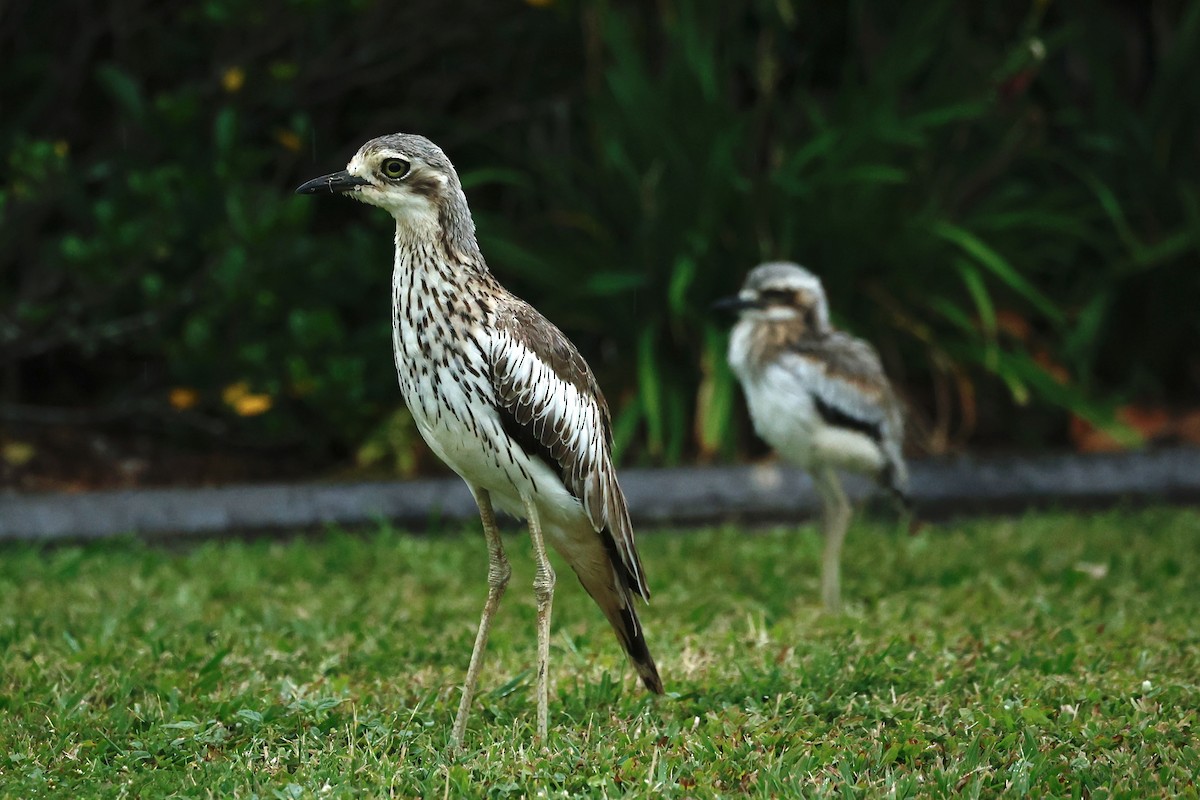 Bush Thick-knee - ML647212783