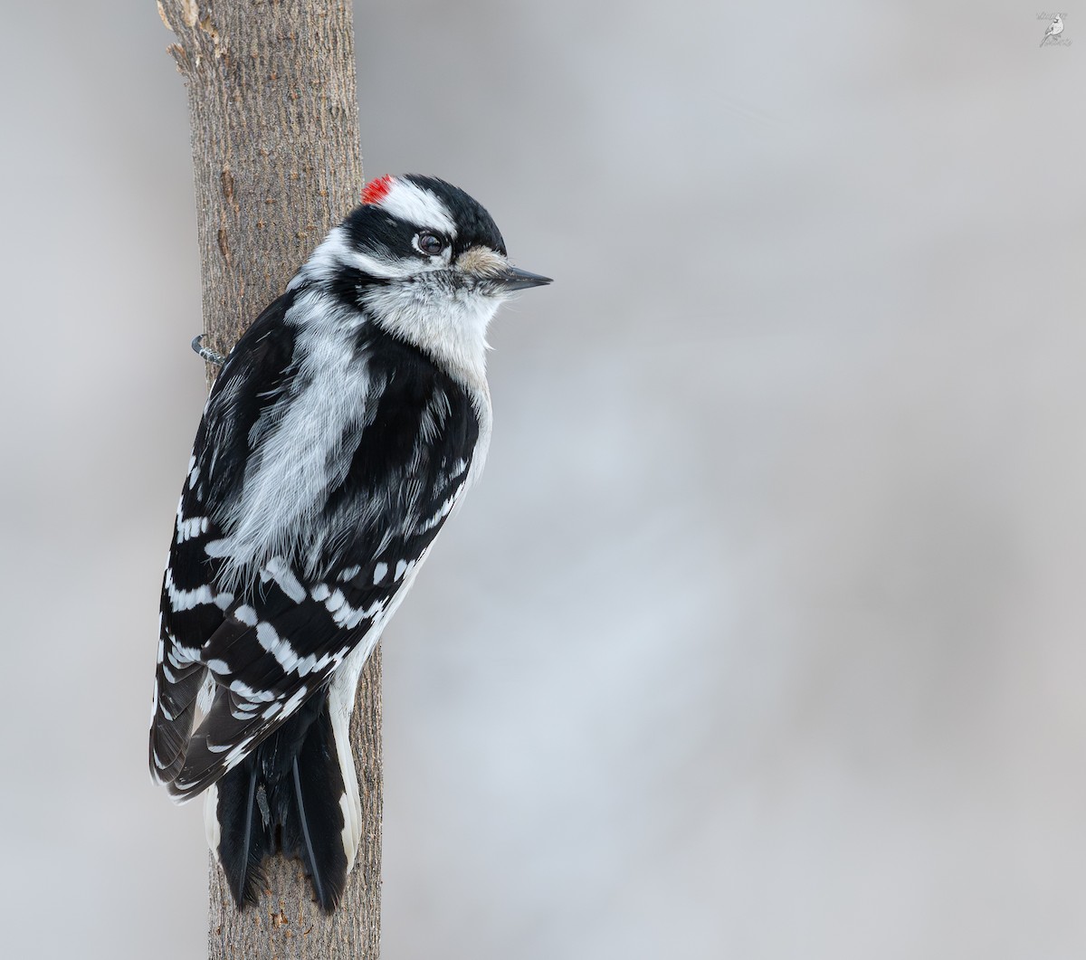 Downy Woodpecker - ML647212784