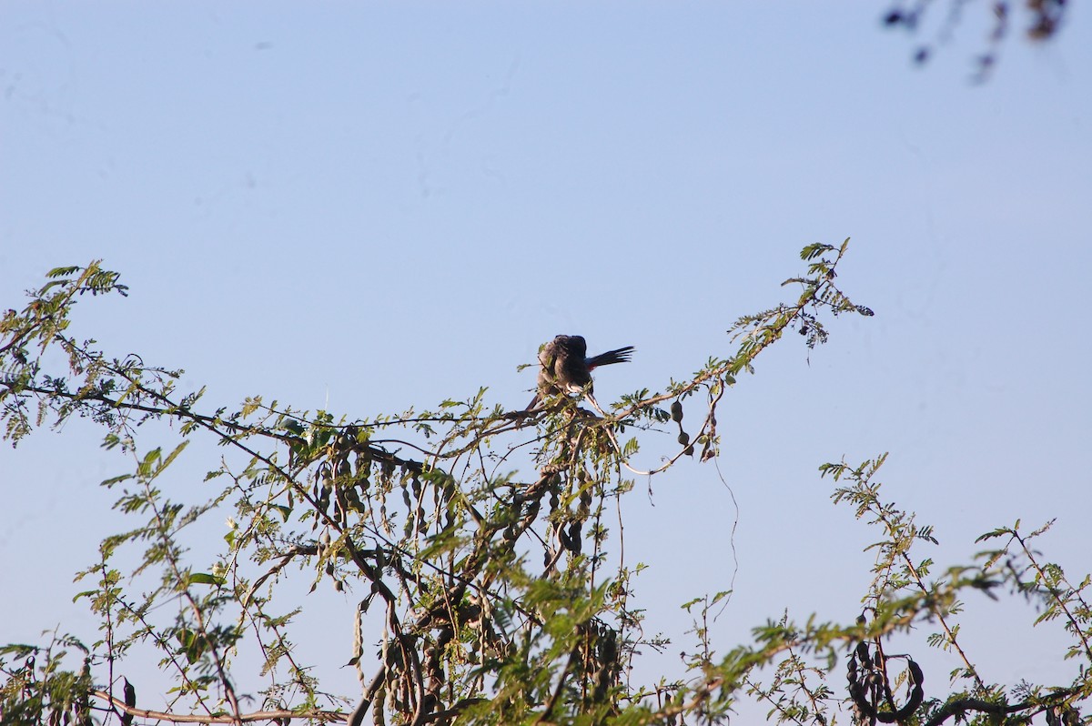 Red-vented Bulbul - ML647212786