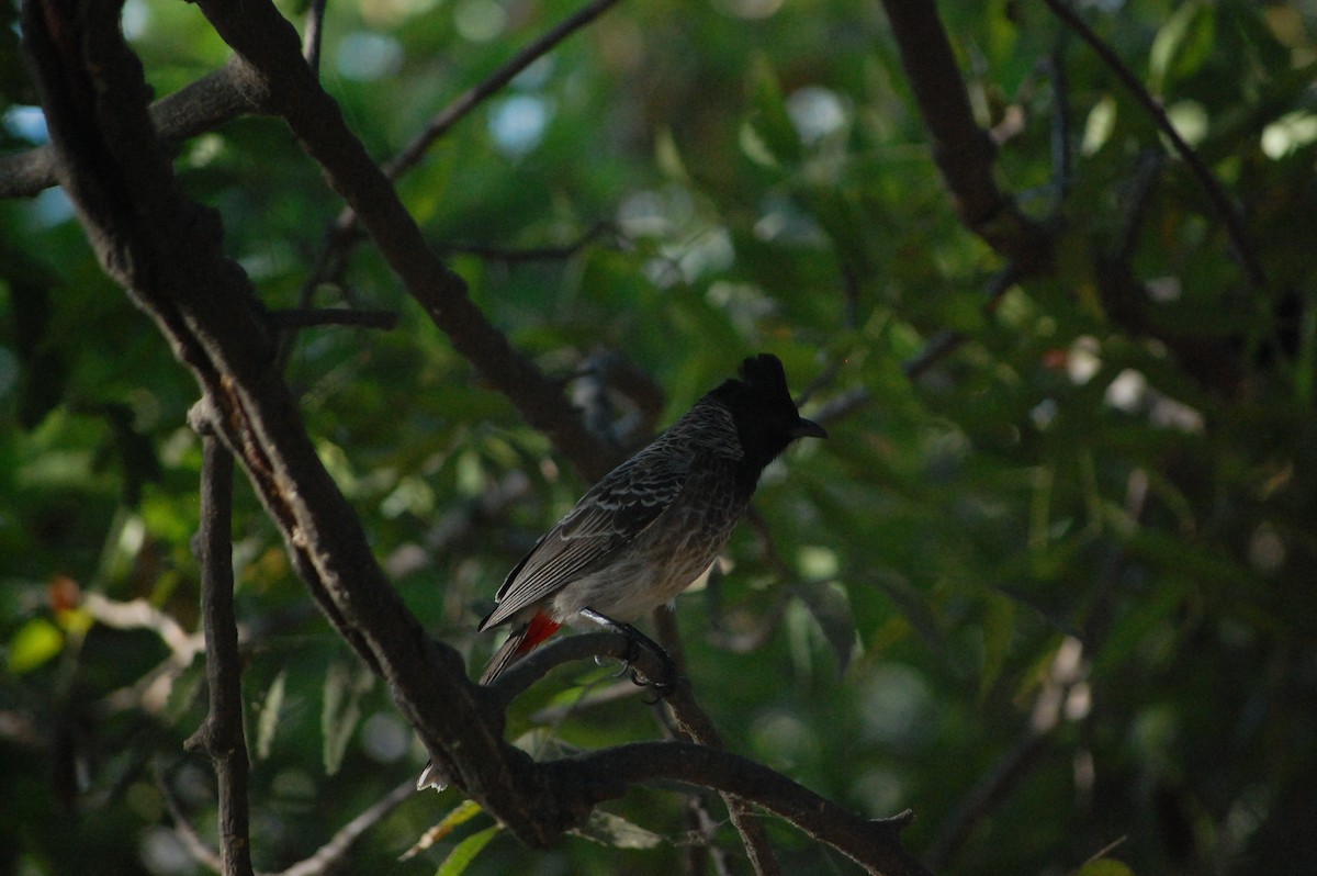 Red-vented Bulbul - ML647212787