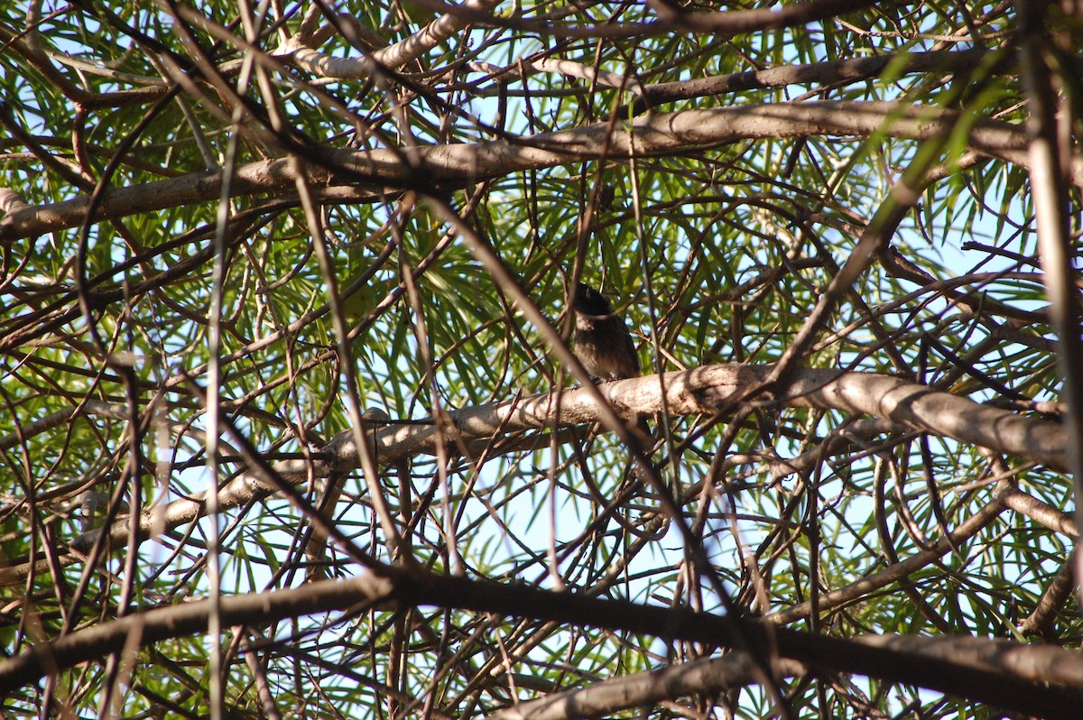 Red-vented Bulbul - ML647212788