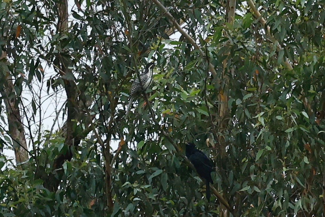 Pacific Koel (Australian) - ML647212790