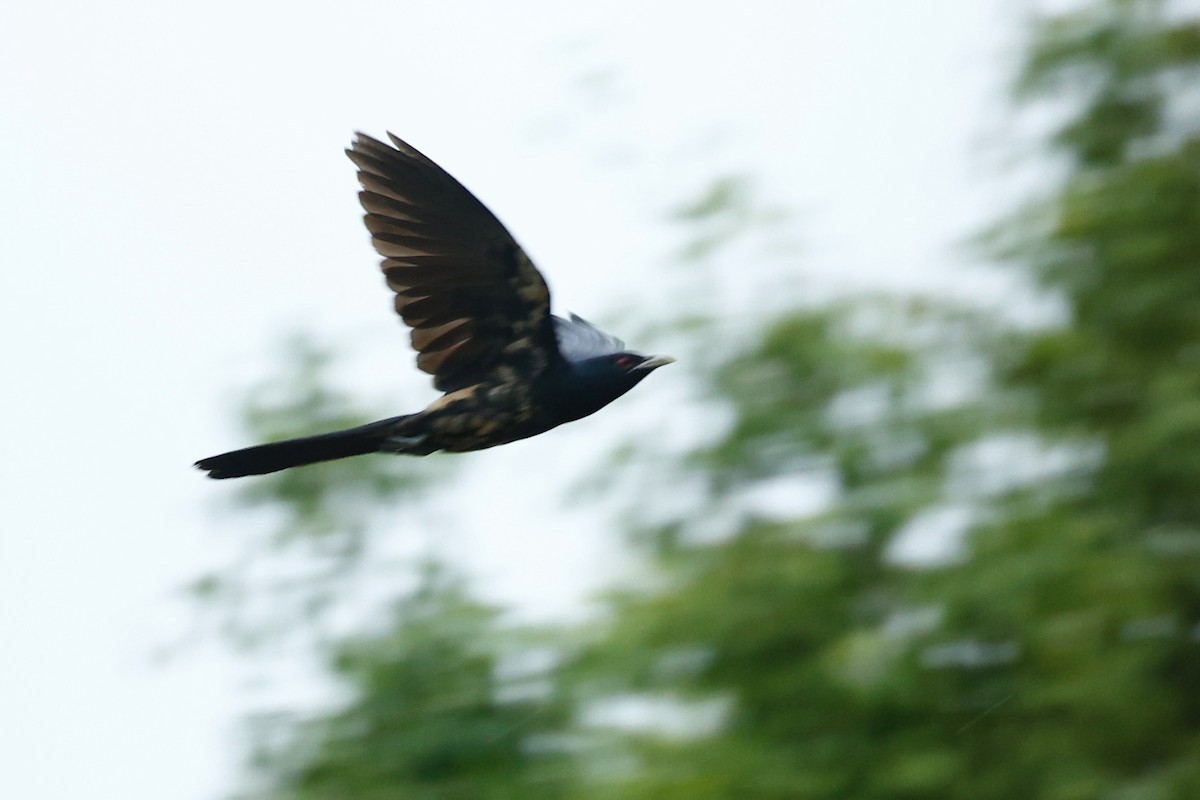 Pacific Koel (Australian) - ML647212791