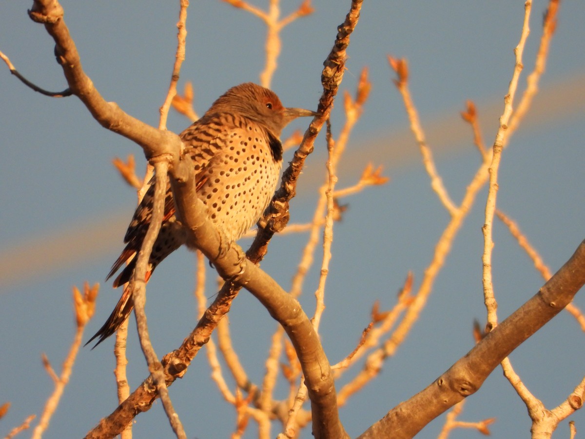 Northern Flicker (Red-shafted) - ML647212792