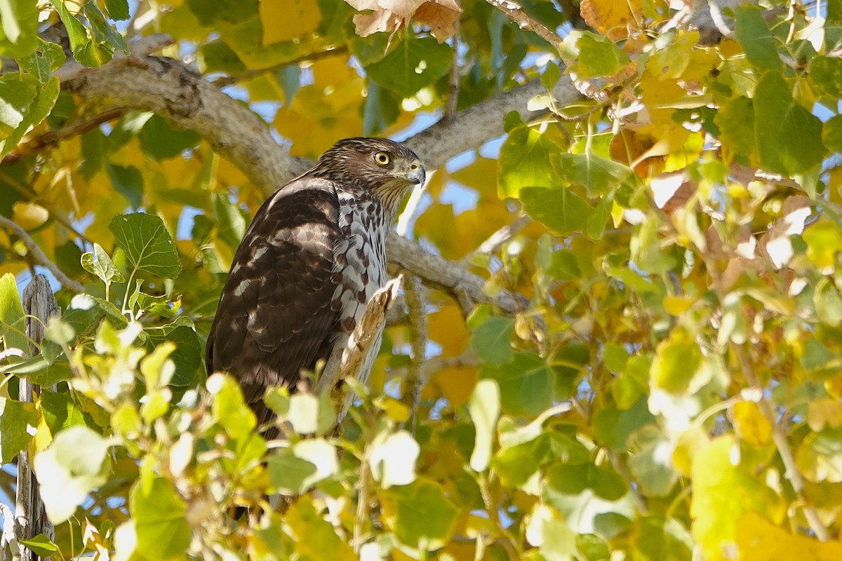 Cooper's Hawk - ML647212795