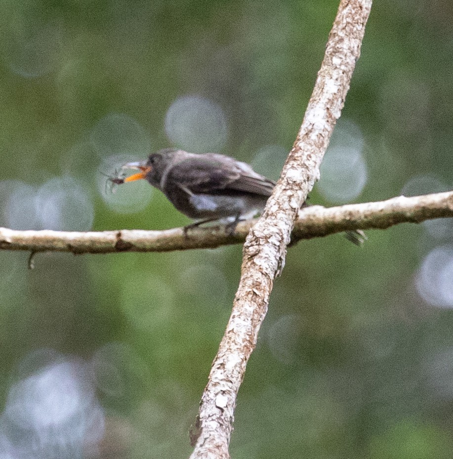 Dark Pewee - ML647212797