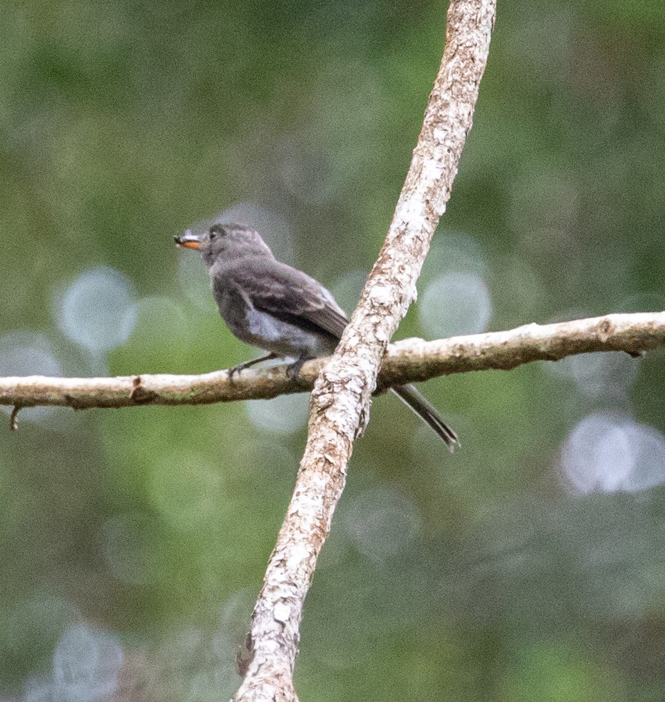 Dark Pewee - ML647212798