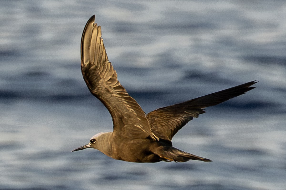 黑玄燕鷗(melanogenys) - ML647212799