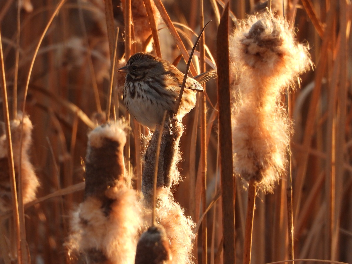 Song Sparrow - ML647212800