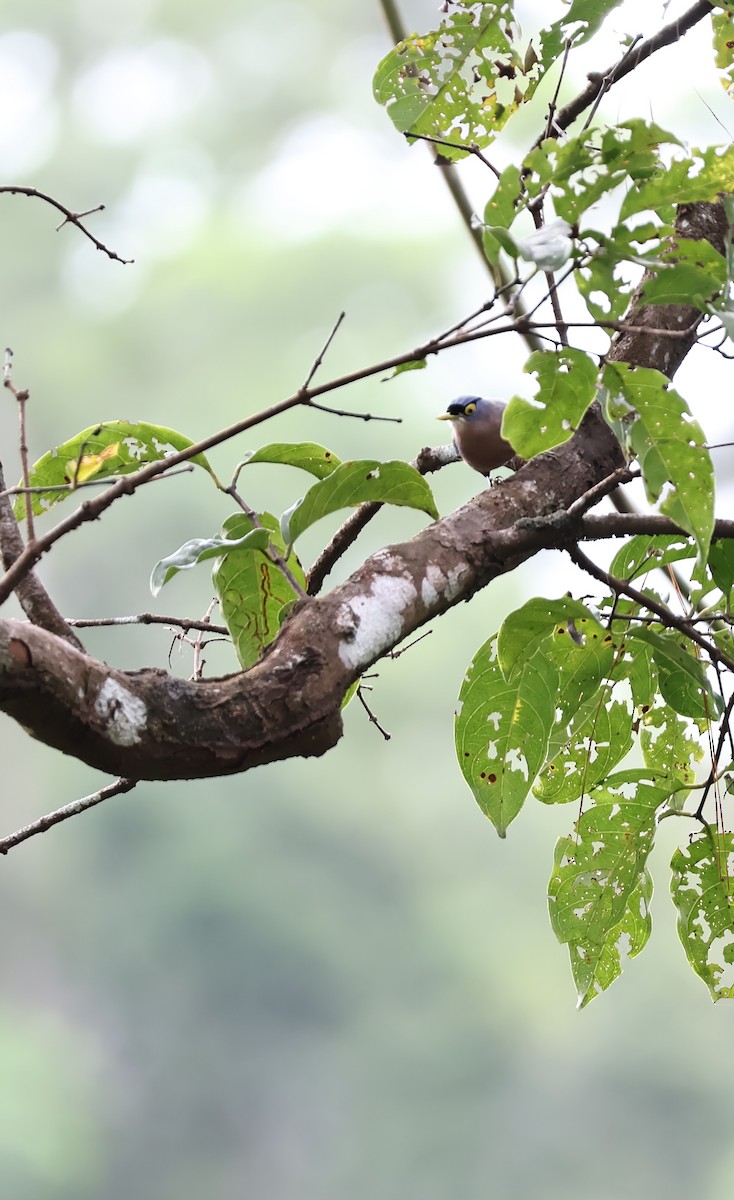 Sulphur-billed Nuthatch - ML647212801