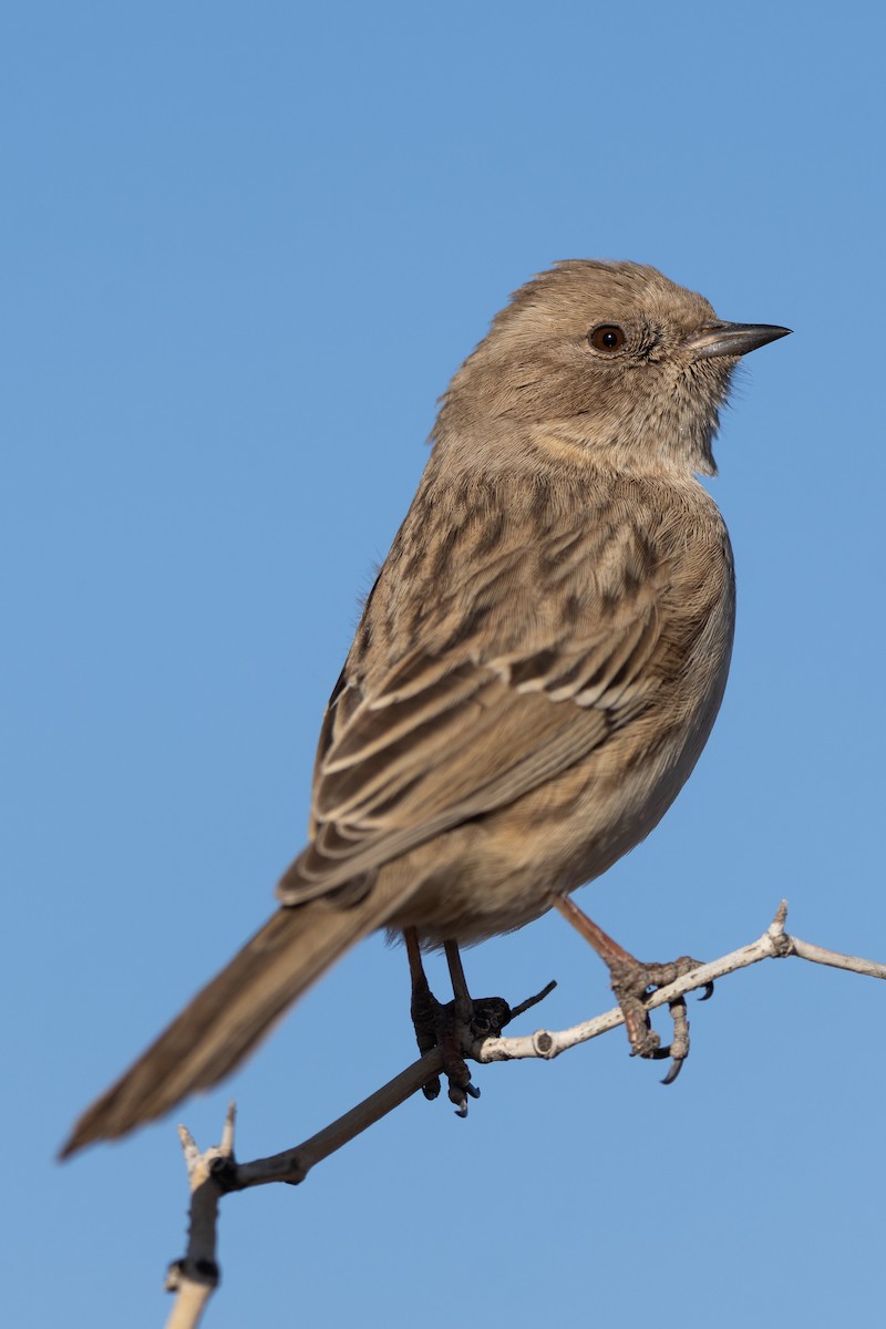 Mongolian Accentor - ML647212802