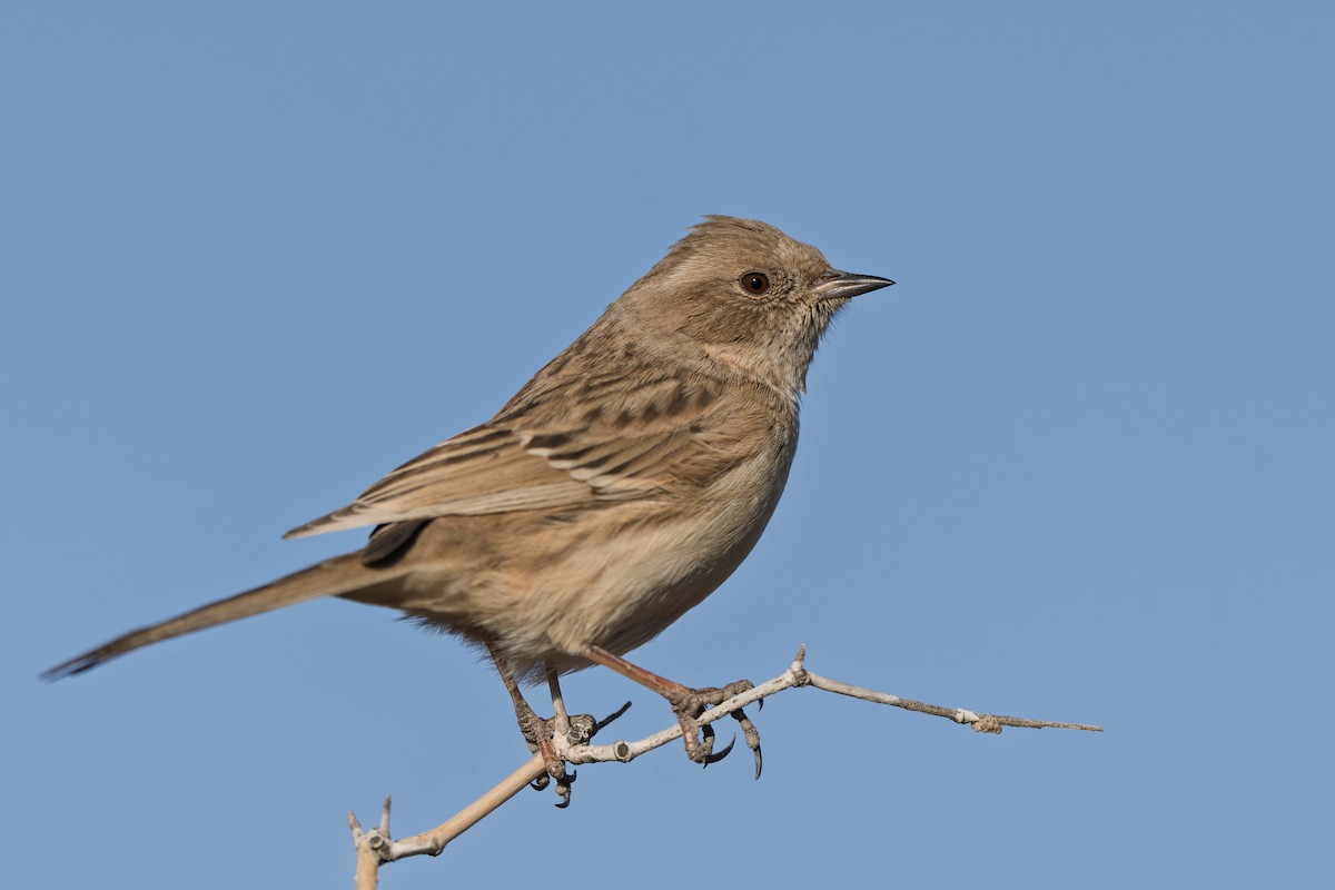 Mongolian Accentor - ML647212804