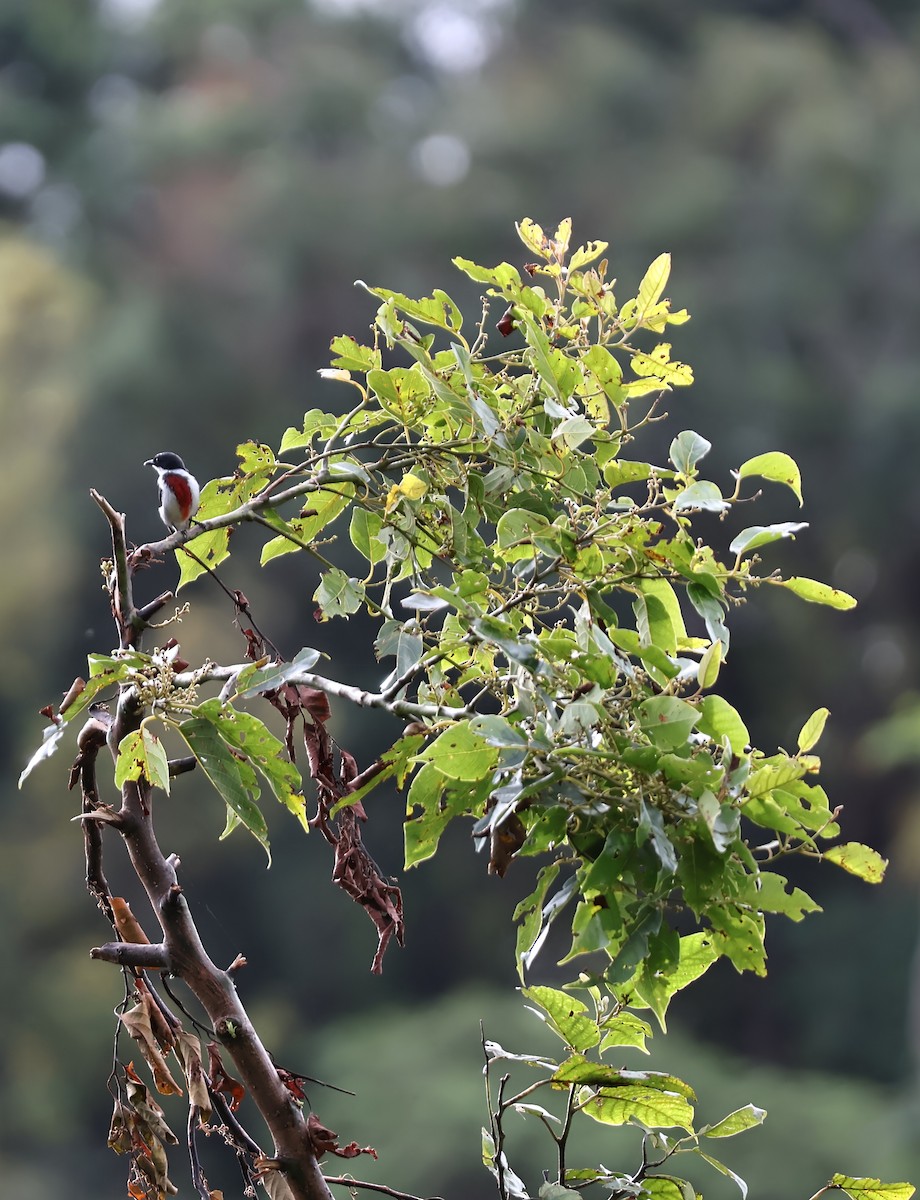 Black-belted Flowerpecker - ML647212805