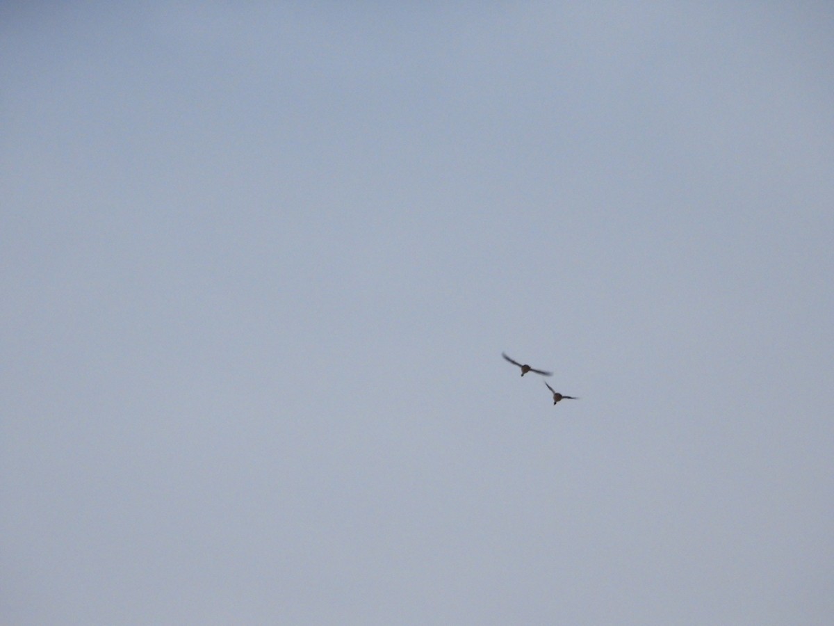 Serreta Grande - ML647212809