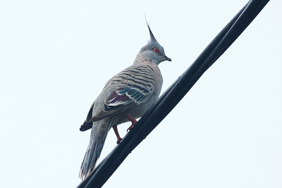 Spitzschopftaube - ML647212812