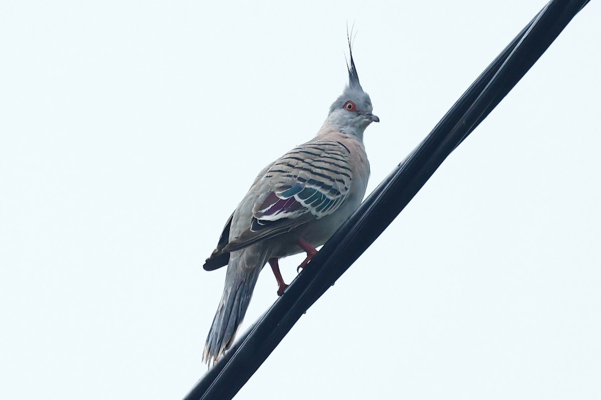 Spitzschopftaube - ML647212813