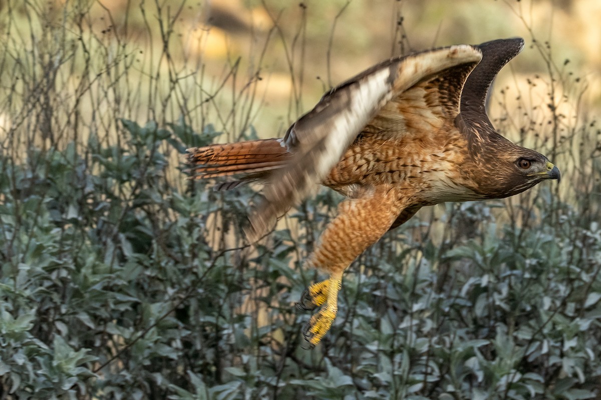 Busardo Colirrojo - ML647212814