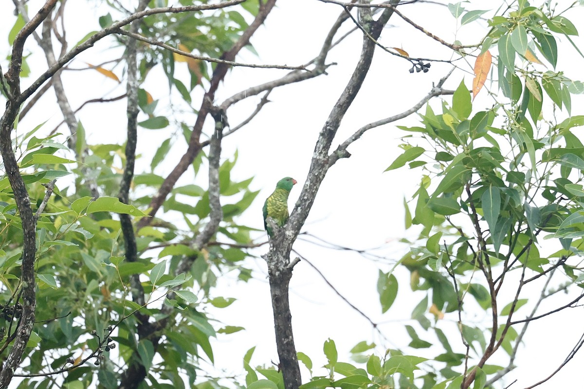 Scaly-breasted Lorikeet - ML647212819
