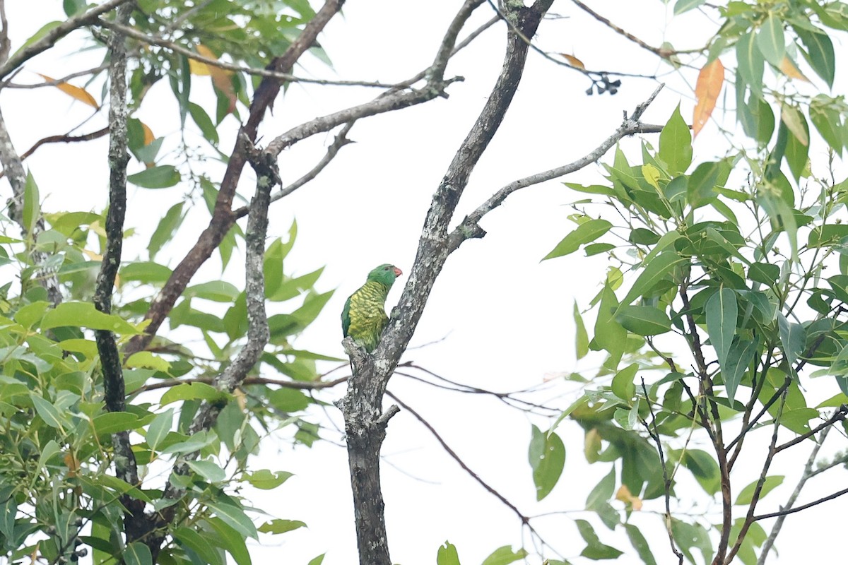 Scaly-breasted Lorikeet - ML647212820